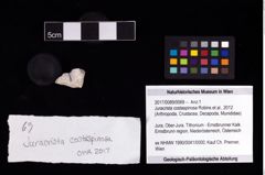 Foto (Objekt + Etikett) von Juracrista costaspinosa (Robins et al., 2012)  (NHMW-GEO-2017-0089-0069)